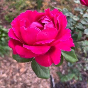 Meet your Posher, Ana Maria